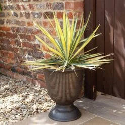 Yucca Filamentosa 'Colour Guard' Needle Palm -Flower Harvest Shop 680200 2