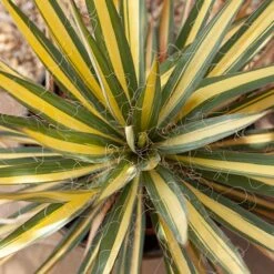Yucca Filamentosa 'Colour Guard' Needle Palm -Flower Harvest Shop 680200 3