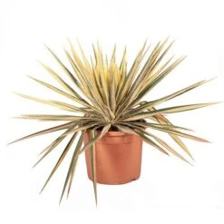 Yucca Filamentosa 'Colour Guard' Needle Palm -Flower Harvest Shop 680200 4