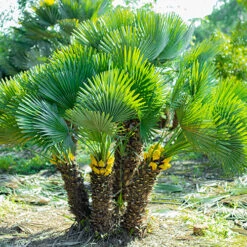 Chamaerops Humilis Fan Palm