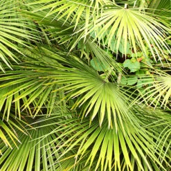 Chamaerops Humilis Fan Palm 8 Chamaerops Humilis Fan Palm -Flower Harvest Shop 680225 3