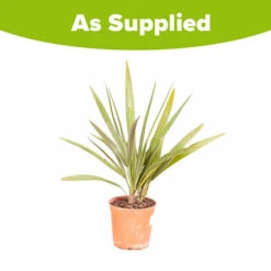 Chamaerops Humilis Fan Palm 9 Chamaerops Humilis Fan Palm -Flower Harvest Shop 680225 4