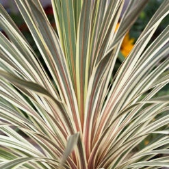 Cordyline Australis 'Torbay Dazzler' -Flower Harvest Shop 680236 1