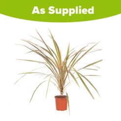 Cordyline Australis 'Torbay Dazzler' -Flower Harvest Shop 680236 2