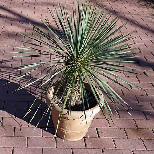 Yucca Rostrata 2 Yucca Rostrata - Image 2