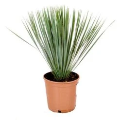 Yucca Rostrata 5 Yucca Rostrata -Flower Harvest Shop 680237 2