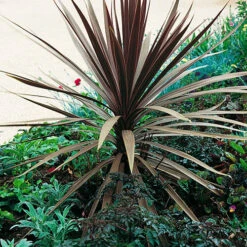 Cordyline Australis 'Red Star' 7 Cordyline Australis 'Red Star' -Flower Harvest Shop 680254 3