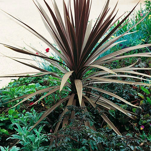 Cordyline Australis 'Red Star' 4 Cordyline Australis 'Red Star' - Image 4