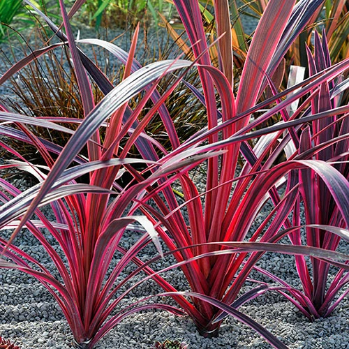 Cordyline Passion 9cm X2 2 Cordyline Passion 9cm X2 - Image 2