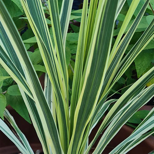Cordyline Passion 9cm X2 3 Cordyline Passion 9cm X2 - Image 3