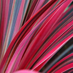 Cordyline Passion 9cm X2 7 Cordyline Passion 9cm X2 -Flower Harvest Shop 680279 3