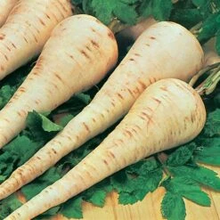 Root Vegetable Seed Collection -Flower Harvest Shop 700050 2