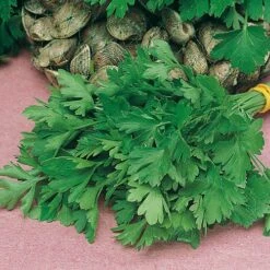 Herb Seed Collection -Flower Harvest Shop 700052 3