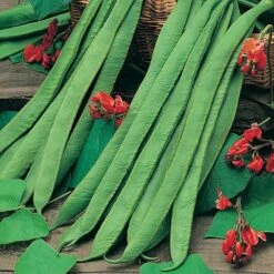 Bean Seed Collection -Flower Harvest Shop 700053 2