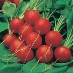 Salad Seed Collection -Flower Harvest Shop 700054 2