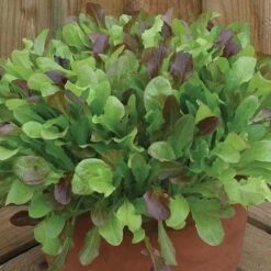 Salad Seed Collection -Flower Harvest Shop 700054 3