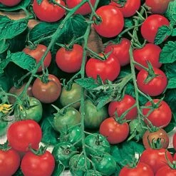 Salad Seed Collection -Flower Harvest Shop 700054 4