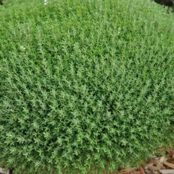 Herb Collection -Flower Harvest Shop 750060 5