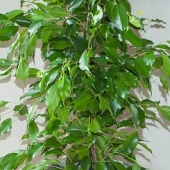 Ficus Benjamina Exotica 'Weeping Fig' 5 Ficus Benjamina Exotica 'Weeping Fig' -Flower Harvest Shop 800104 2