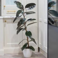 Rubber Plant Ficus Elastica 'Robusta' 5 Rubber Plant Ficus Elastica 'Robusta' -Flower Harvest Shop 800105 2