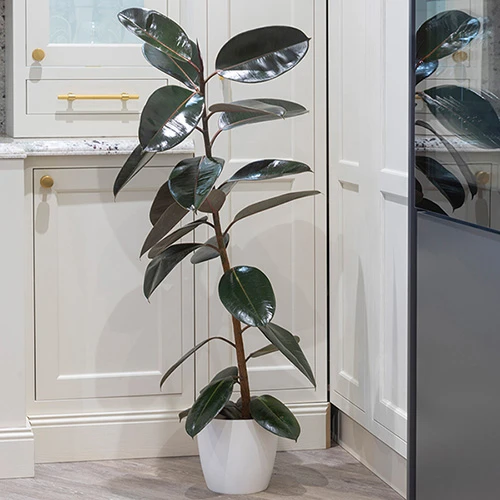 Rubber Plant Ficus Elastica 'Robusta' 3 Rubber Plant Ficus Elastica 'Robusta' - Image 3