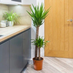 Yucca 2 Stem 45/20cm In 17cm Pot 70cm Tall -Flower Harvest Shop 800106 2
