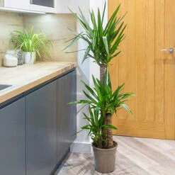 Yucca Elephantipes -Flower Harvest Shop 800109 2