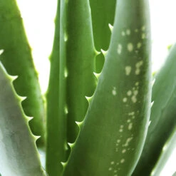 Aloe Vera -Flower Harvest Shop 800113 2