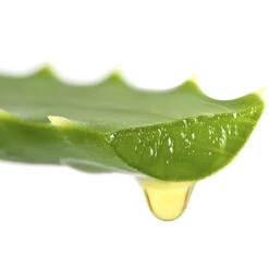 Aloe Vera -Flower Harvest Shop 800113 3