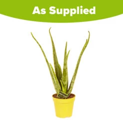 Aloe Vera -Flower Harvest Shop 800113 4
