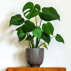 'Swiss Cheese Plant' Monstera Deliciosa