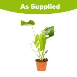 'Swiss Cheese Plant' Monstera Deliciosa -Flower Harvest Shop 800126 2