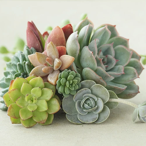 Indoor Succulents Mix 1 Indoor Succulents Mix