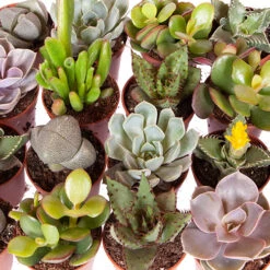 Indoor Succulents Mix 6 Indoor Succulents Mix -Flower Harvest Shop 800130 2