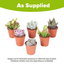Indoor Succulents Mix 7 Indoor Succulents Mix -Flower Harvest Shop 800130 3