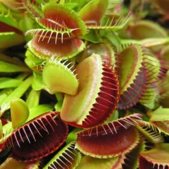 Venus Fly Trap -Flower Harvest Shop 800155 2