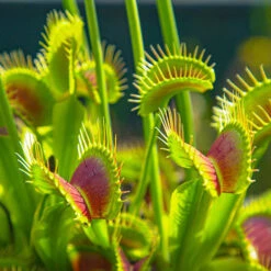 Venus Fly Trap -Flower Harvest Shop 800155 3