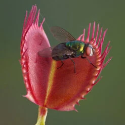 Venus Fly Trap -Flower Harvest Shop 800155 4