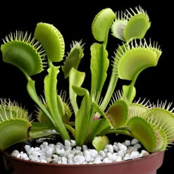 Venus Fly Trap -Flower Harvest Shop 800155 5