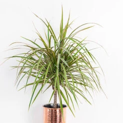 Houseplant Mix 3 Plants -Flower Harvest Shop 800196 2