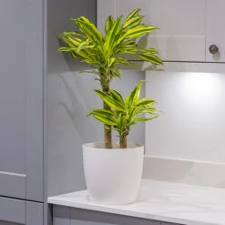 Dragon Tree Dracaena Fragrans 'Yellow Coast' 3 Dragon Tree Dracaena Fragrans 'Yellow Coast' -Flower Harvest Shop 800199 1