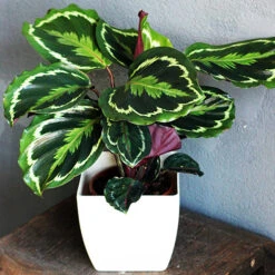 Prayer Plant Calathea 'Medallion' -Flower Harvest Shop 800212 2