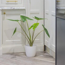 Alocasia Zebrina -Flower Harvest Shop 800237 2