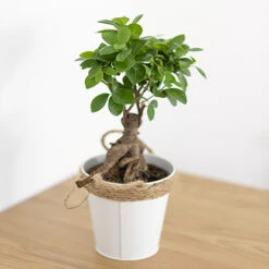 Ficus Microcarpa Ginseng 4 Ficus Microcarpa Ginseng -Flower Harvest Shop 800251 1