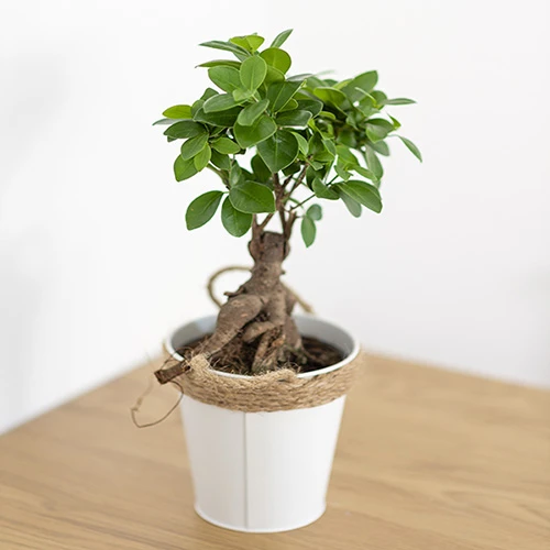 Ficus Microcarpa Ginseng 2 Ficus Microcarpa Ginseng - Image 2