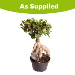 Ficus Microcarpa Ginseng 5 Ficus Microcarpa Ginseng -Flower Harvest Shop 800251 2