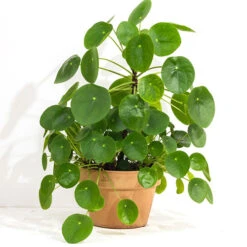 Chinese Money Plant -Flower Harvest Shop 800263 1