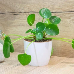 Chinese Money Plant -Flower Harvest Shop 800263 2