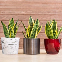 Sansevieria Trifasciata Laurentii 'Snake Plant' -Flower Harvest Shop 800265 2