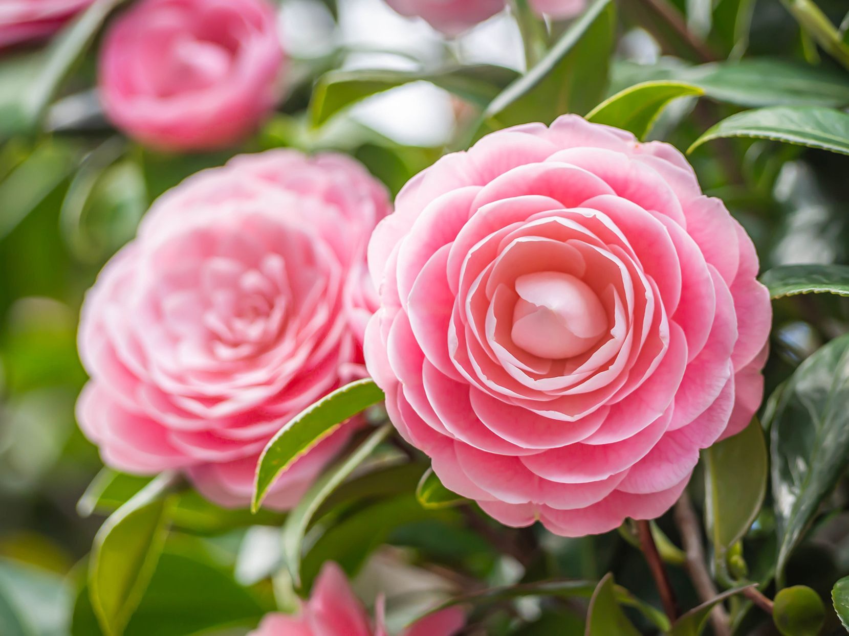 Flower Harvest Shop -Flower Harvest Shop pink camellias 5702caae6a6e4e1d8